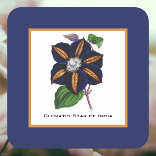 Porta-copo De Papel Quadrado Clematis Star of India Botanical Illustration