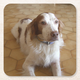 Porta-copo De Papel Quadrado colocação do spaniel de brittany