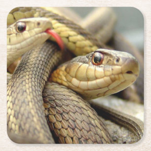 Porta-copo De Papel Quadrado Conjunto de Portas copos de Cobras muito Legal