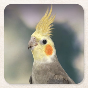 Porta-copo De Papel Quadrado Conjunto de Portas copos de Cockatiel bonito