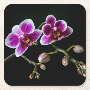 Porta-copo De Papel Quadrado Cor branca rosa-orquídea em preto pálido e suave