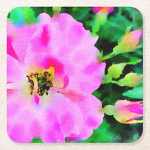 Cor d'água rosa púrpura dos Rosas de Verão