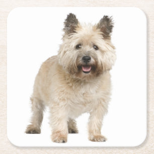 Porta-copo De Papel Quadrado Cream Cairn Terrier Puppy Dog Love