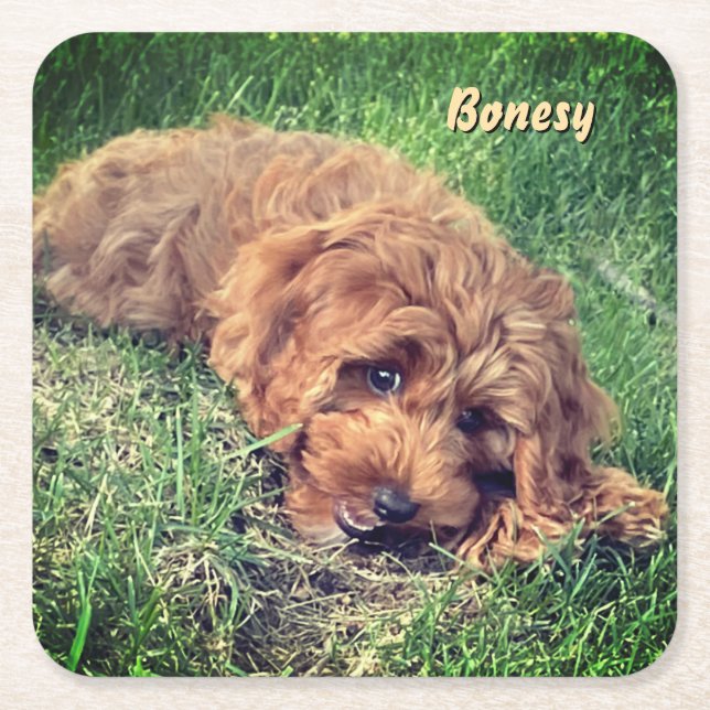 Porta-copo De Papel Quadrado Cute Golden Doodle (Frente)