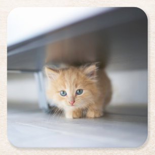 Porta-copo De Papel Quadrado Cutest Baby Animals Fluffy Orange Kitten