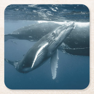 Porta-copo De Papel Quadrado Cutest Baby Animals   Humpback Whale Calf