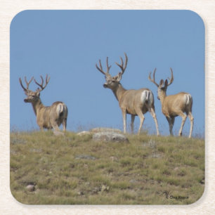Porta-copo De Papel Quadrado D9 Mule Deer Bucks em Velvet