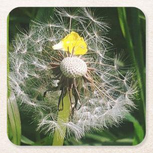Porta-copo De Papel Quadrado Dandelion
