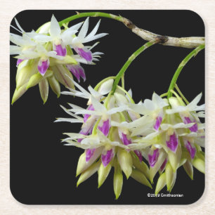 Porta-copo De Papel Quadrado Dendrobium Amethystoglossum