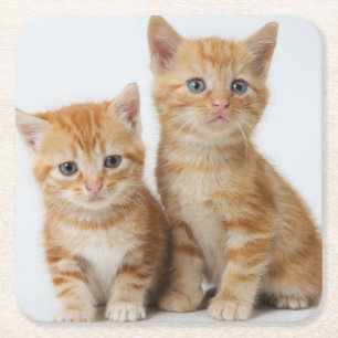 Porta-copo De Papel Quadrado Dois gatinhos adoráveis