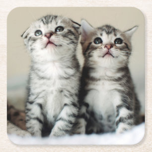 Porta-copo De Papel Quadrado Dois gatinhos bonitos