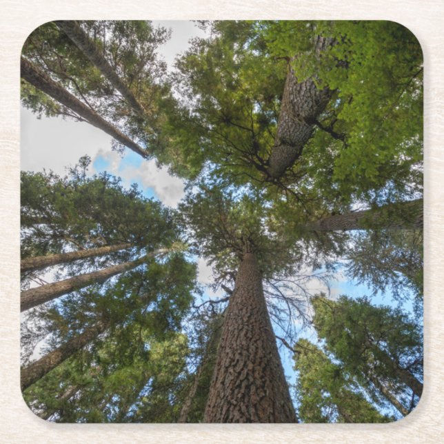 Porta-copo De Papel Quadrado dossel (Frente)