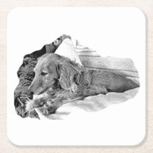 Dutch Hound Resting – Graphic Coaster