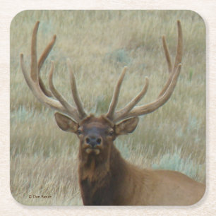 Porta-copo De Papel Quadrado E10 Bull Elk em Velvet