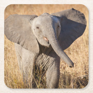 Porta-copo De Papel Quadrado Elefante jovem da savana