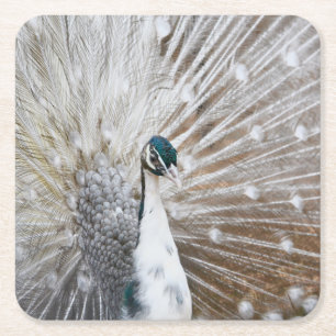 Porta-copo De Papel Quadrado Elegante Albino Peacock