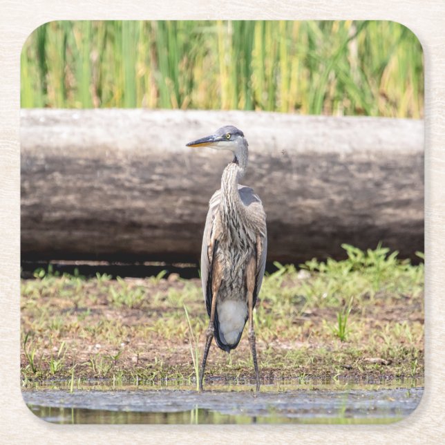 Porta-copo De Papel Quadrado Excelente Blue Heron no lago Champlain (Frente)