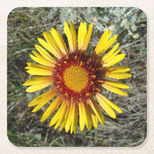 Porta-copo De Papel Quadrado F1 Flor Amarelo (Gaillardia aristata) (Frente)