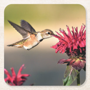 Porta-copo De Papel Quadrado Febre do Hummingbird