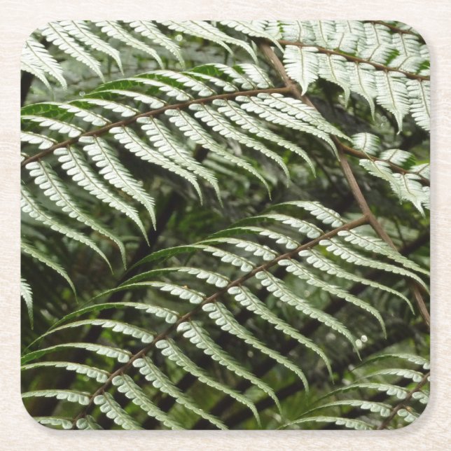 Porta-copo De Papel Quadrado Fern Fronds II Dark Green Nature (Frente)