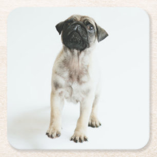 Porta-copo De Papel Quadrado Filhote de cachorro bonito do Pug