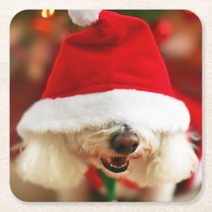 Porta-copo De Papel Quadrado Filhote de cachorro de Bichon Frise que veste o