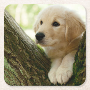Porta-copo De Papel Quadrado Filhote de cachorro de Labrador que senta-se em um