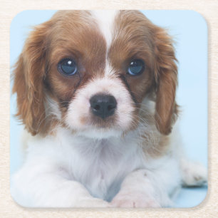 Porta-copo De Papel Quadrado Filhote de cachorro descuidado do Spaniel de rei