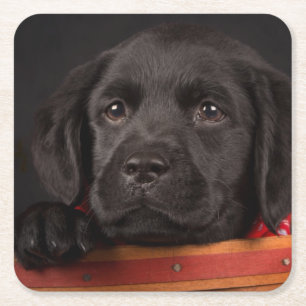 Porta-copo De Papel Quadrado Filhote de cachorro preto de labrador retriever em