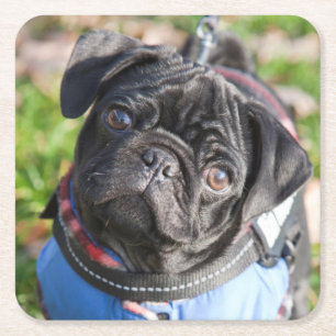 Porta-copo De Papel Quadrado Filhote de cachorro preto do Pug que veste uma
