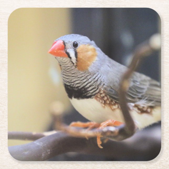 Porta-copo De Papel Quadrado Finch (Frente)