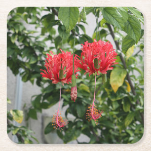Porta-copo De Papel Quadrado Flor coral franjada tropical do hibiscus
