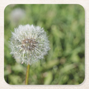 Porta-copo De Papel Quadrado Flor de dandelion branco sobre grama verde