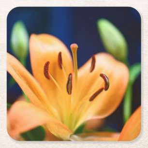 Porta-copo De Papel Quadrado Flor Laranja Lilly