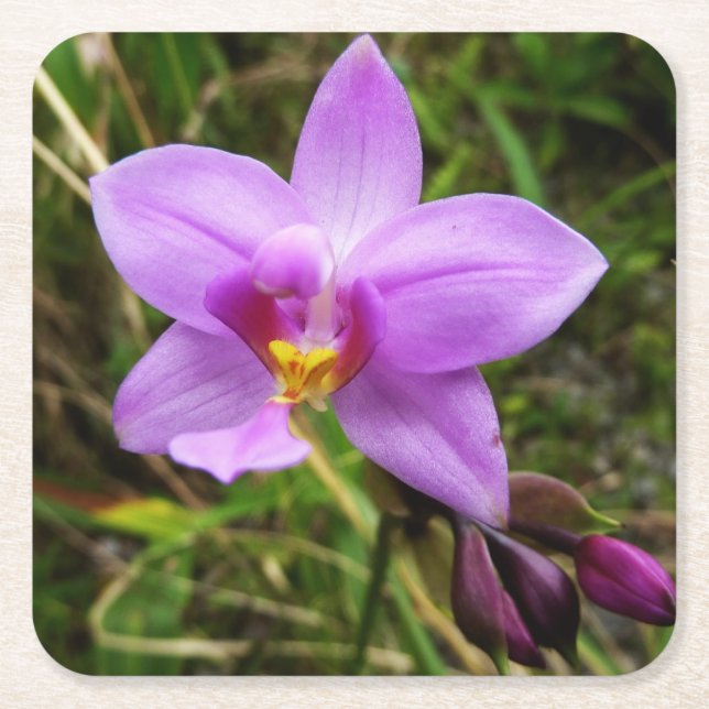 Porta-copo De Papel Quadrado Flor Tropical Roxo de Orquídea Selvagem (Frente)