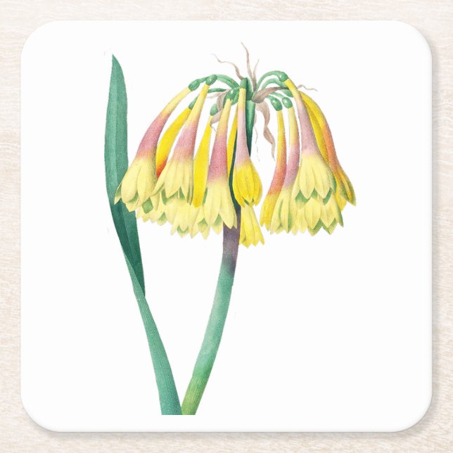 Porta-copo De Papel Quadrado Flores: A003 Planta Antica - (Frente)