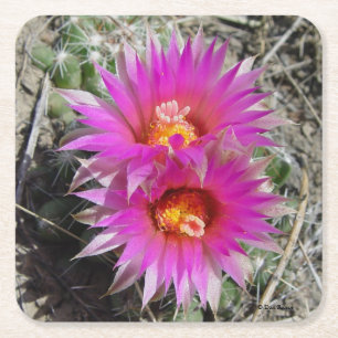 Porta-copo De Papel Quadrado Flores de Cactus Bola F5