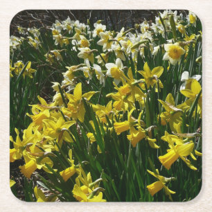 Porta-copo De Papel Quadrado Flores de primavera de Daffodils Amarelos e Branco