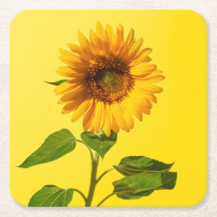 Porta-copo De Papel Quadrado Flores Girassol em amarelo