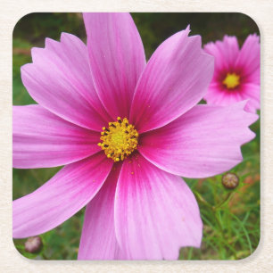 Porta-copo De Papel Quadrado Flores Silvestres Cosmos Rosa
