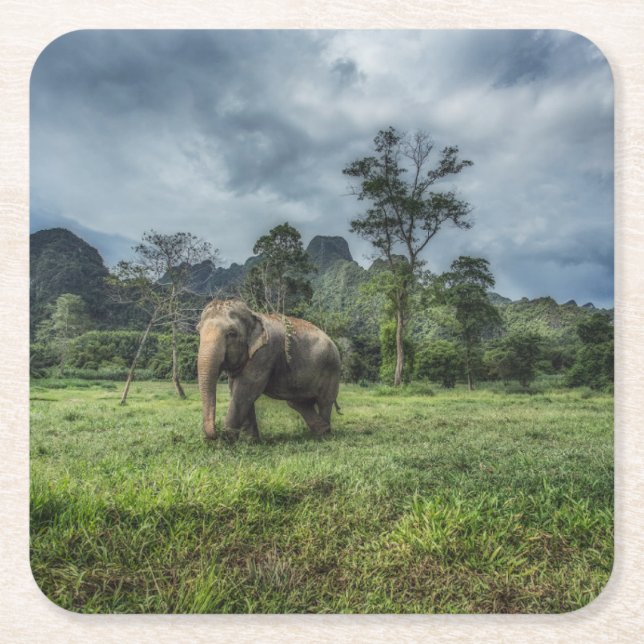 Porta-copo De Papel Quadrado Florestas | Parque Nacional de Kao Sok (Frente)
