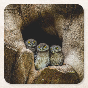 Porta-copo De Papel Quadrado Florestas Três Corujas