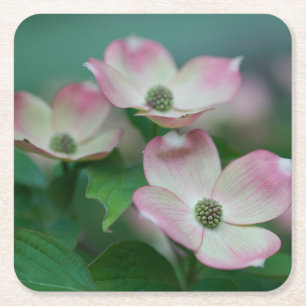 Porta-copo De Papel Quadrado Flowers   Dogwood Blossoms