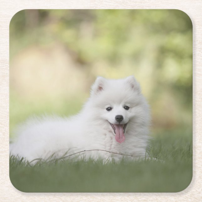 Porta-copo De Papel Quadrado Fluffy White Keeshond Puppy (Frente)