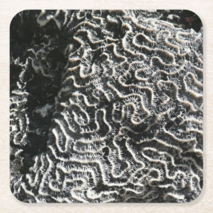 Porta-copo De Papel Quadrado Foto da natureza do Abstrato Black and White Coral