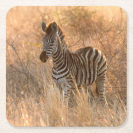 Porta-copo De Papel Quadrado Foto do dia de sol de Zebra