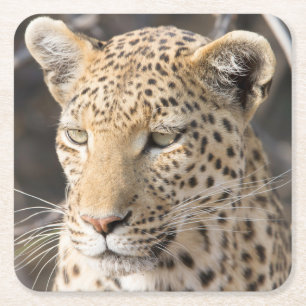 Porta-copo De Papel Quadrado Foto do retrato do leopardo