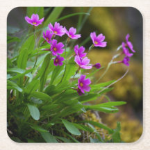 fotografia da flor Primula maguirei © Sandy Long