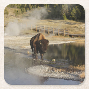 Porta-copo De Papel Quadrado Fotografia dos animais selvagens de Yellowstone do