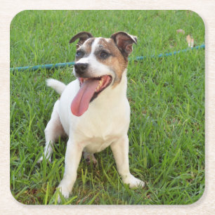 Porta-copo De Papel Quadrado Fox Terrier, Língua Em Cheek,